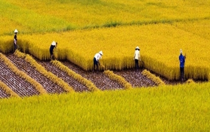 World Bank: Trồng lúa carbon thấp giúp tăng lợi nhuận ròng cho nông dân