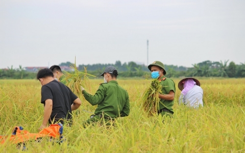 Bắc Giang: 'Áo xanh' ra đồng gặt lúa giúp dân vùng tâm dịch