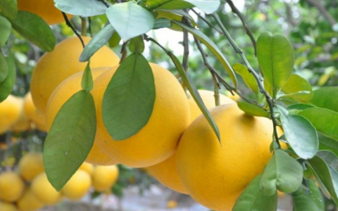 Top 5 loại trái cây có giá trị kinh tế cao ở Việt Nam