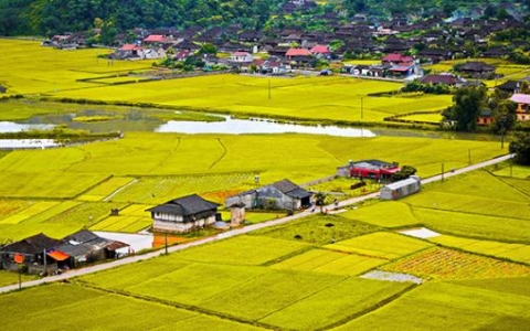 Gần 66 héc-ta đất trồng lúa được chuyển dịch mục đích sử dụng ở 3 tỉnh