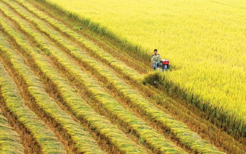 65 héc-ta đất trồng lúa của tỉnh Long An sẽ được chuyển mục đích sử dụng