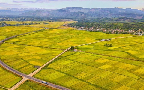 Chuyển đổi mục đích sử dụng gần 50 héc-ta đất trồng lúa ở Quảng Ngãi