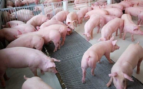 Điều chỉnh giá lợn hơi phục vụ Tết Tân Sửu