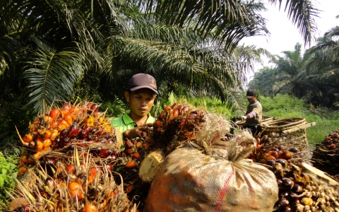 Indonesia tuyên bố cấm xuất khẩu dầu cọ