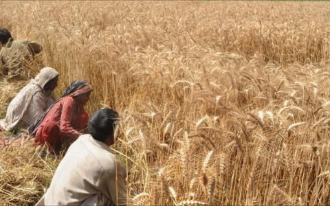 Nắng nóng “cháy da cháy thịt” tại Ấn Độ ảnh hưởng lớn đến vụ thu hoạch lúa mì