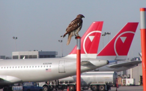 Tăng cường công tác kiểm soát chim tại cảng hàng không, sân bay