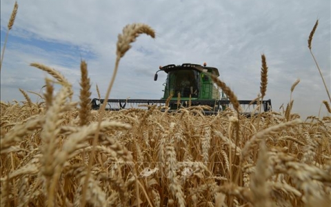 Ấn Độ ban hành lệnh cấm xuất khẩu lúa mì