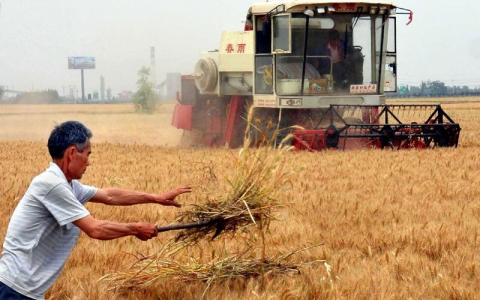 Giá ngũ cốc tăng cao thúc đẩy nông dân Nhật Bản trồng lúa mì thay thế lúa gạo
