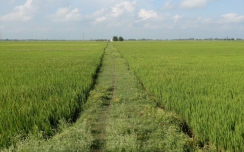 Cân nhắc thận trọng khi chuyển mục đích sử dụng đất trồng lúa