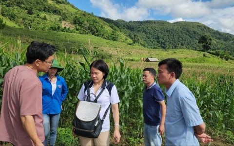 Điện Biên tiếp nhận chuyển giao công nghệ trồng sâm của Hàn Quốc