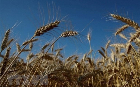 Mỹ hối thúc Nga nhanh chóng thực thi thỏa thuận ngũ cốc với Ukraine