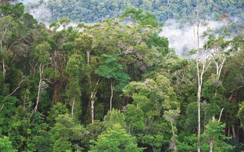 Cộng đồng bảo vệ rừng được hỗ trợ 50 triệu đồng/năm