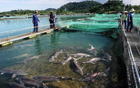 Chặn mọi con đường đưa cá tầm Trung Quốc lậu về chợ Việt