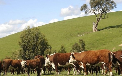 Thịt bò Australia đang rơi vào cuộc ‘khủng hoảng thế kỷ’