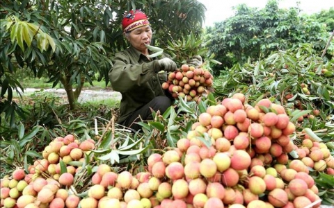 Tháo gỡ khó khăn, thúc đẩy xuất khẩu nông sản Việt Nam sang Trung Quốc