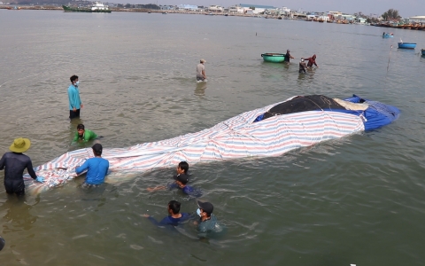 Cá Ông dài 16 mét, nặng 6 tấn lụy ở vùng biển Phan Thiết