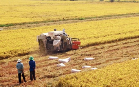 Hạt gạo Việt Nam tại Anh Quốc: Thị trường và thương hiệu