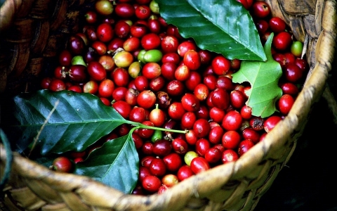 Xuất khẩu cà phê giảm mạnh do đại dịch Covid-19