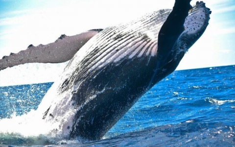 Một ‘cá voi’ bất ngờ chuyển đi 900 Bitcoin sau gần một thập kỷ ‘đóng băng’