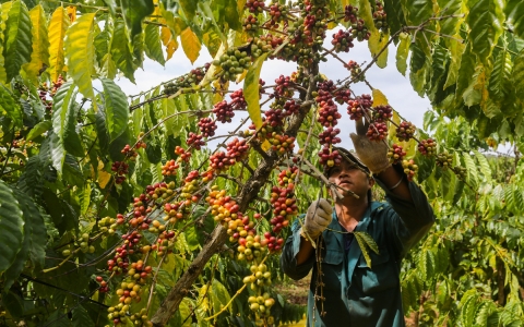 Giá cà phê hôm nay (mới nhất 21/6): Giá cà phê phái sinh chao đảo không ngừng, cà phê liệu còn đường tăng?