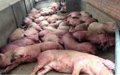 Dịch tả lợn Châu Phi diễn biến phức tạp, tiêu hủy trên 230.000 con lợn