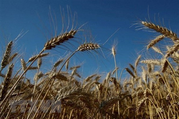 Lúa mỳ trên cánh đồng tại Zhovtneve của Ukraine. (Ảnh: Reuters/TTXVN)