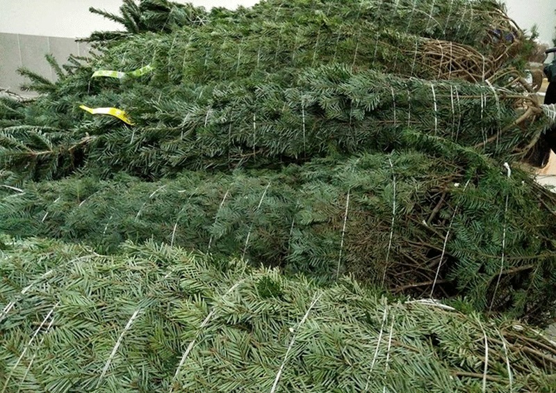 Một cây thông tươi nhập khẩu từ Đan Mạch cao trên 6m, giá gần 150 triệu đồng (Ảnh: NVCC)