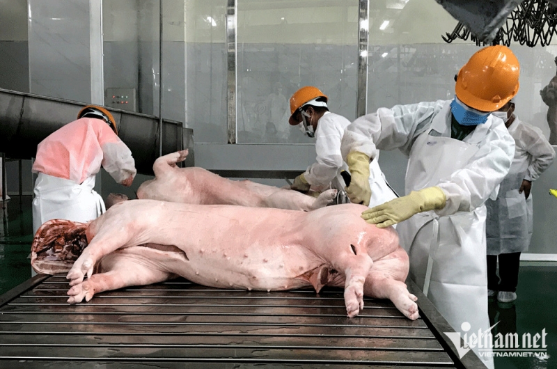 Giá thịt lợn hơi neo ở mức thấp khiến người chăn nuôi lỗ nặng (Ảnh: Tâm An)