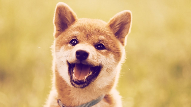 Baby Doge là gì và nó khác với tiền điện tử Dogecoin như thế nào?