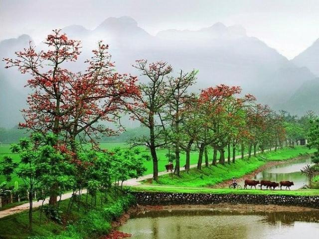 Địa điểm chụp ảnh hoa gạo đẹp nhất tại Hà Nội - Thôn Đoan Nữ