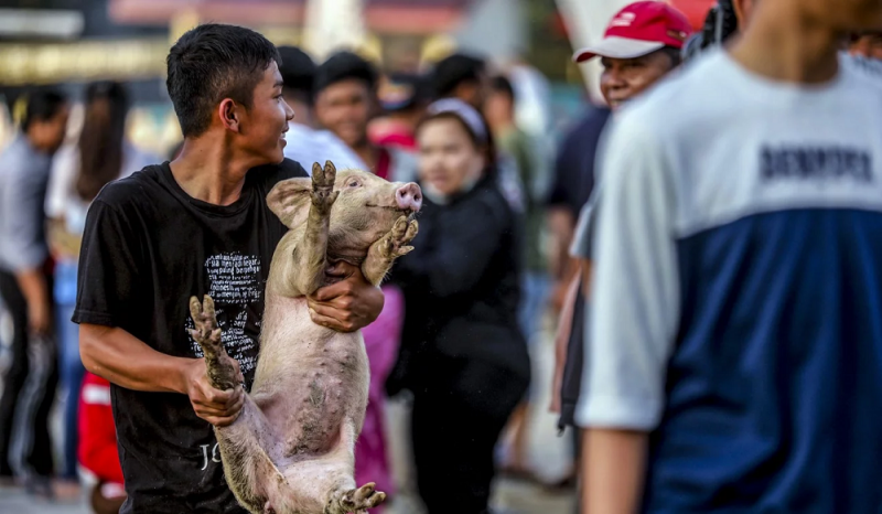 Philippines tiếp tục cắt giảm thuế nhập khẩu giải quyết tình trạng khan hiếm thịt lợn