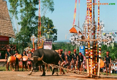 Nhộn nhịp chờ đón lễ hội đâm trâu Tây Nguyên