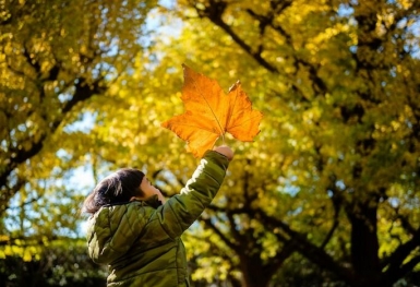 “Hạ cánh” ngắm mùa Thu tại Meiji-jingu Gaien đẹp nhất xứ Phù Tang