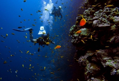 Khám phá những điểm lặn hàng đầu ở Koh Tao