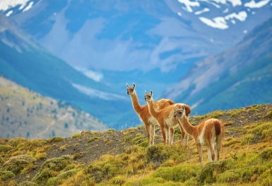 Du lịch Chile: những điểm đến không thể bỏ qua