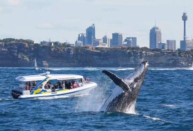 Thời điểm tốt nhất để ngắm cá voi ở Sydney