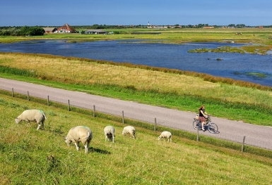 Một ngày cuối tuần hoàn hảo trên đảo Texel, Hà Lan