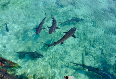 Trải nghiệm bơi cùng cá mập ở đảo Karimunjawa, Indonesia