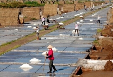 Chiêm ngưỡng cánh đồng muối Bạch Long tuyệt đẹp tại Nam Định