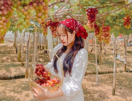 Khám phá vẻ đẹp của vườn nho Thái An, Ninh Thuận