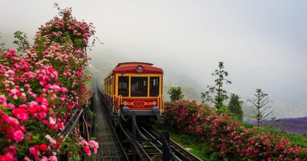 Có một thung lũng Hoa Hồng Sapa nơi miền sơn cước Tây Bắc