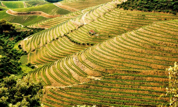 Tham quan thung lũng rượu vang Douro ở Bồ Đào Nha