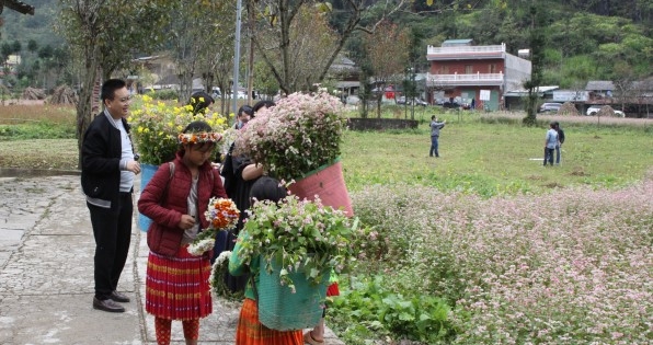 Du khách ở Hà Giang mê đắm đồng hoa tam giác mạch