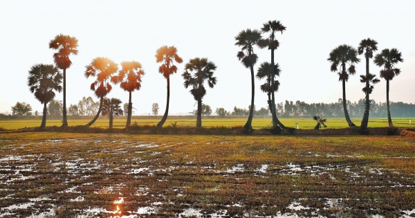 Cánh đồng thốt nốt - biểu tượng của An Giang nắng gió