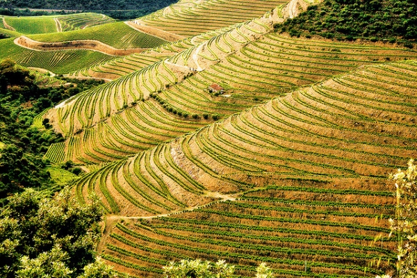 Tham quan thung lũng rượu vang Douro ở Bồ Đào Nha