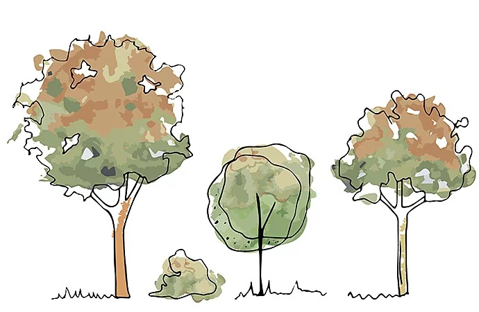Trắc nghiệm Cái Cây: Vẽ một cái cây để khám phá năng lực tiềm ẩn của mỗi người