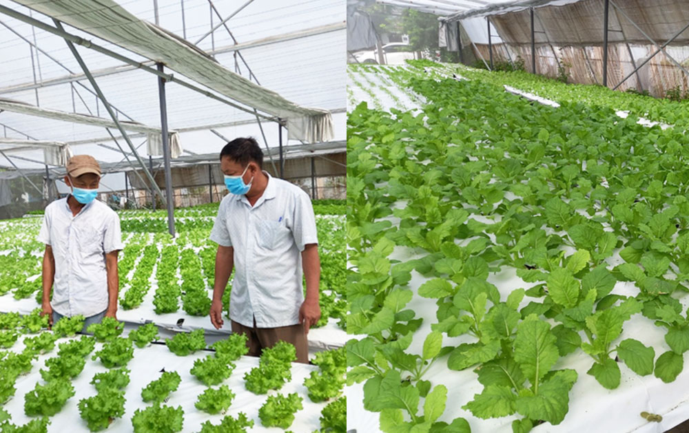 8x Đà Nẵng mê trồng rau sạch, sang Malaysia học bí quyết về áp dụng thu lãi 20 triệu/tháng