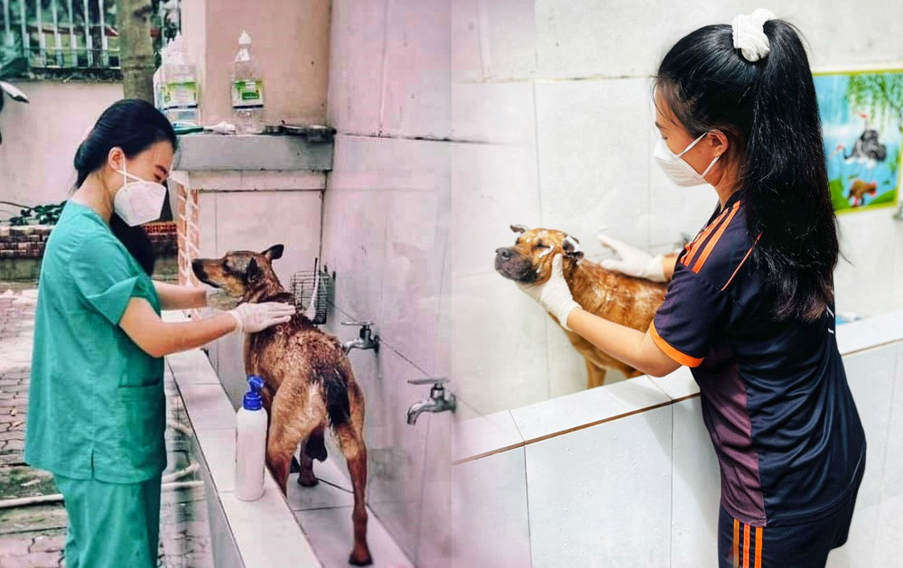 Nữ tình nguyện viên vượt qua nỗi sợ, đảm nhiệm việc chăm sóc cho mèo cho F0 cách ly ở TP.HCM