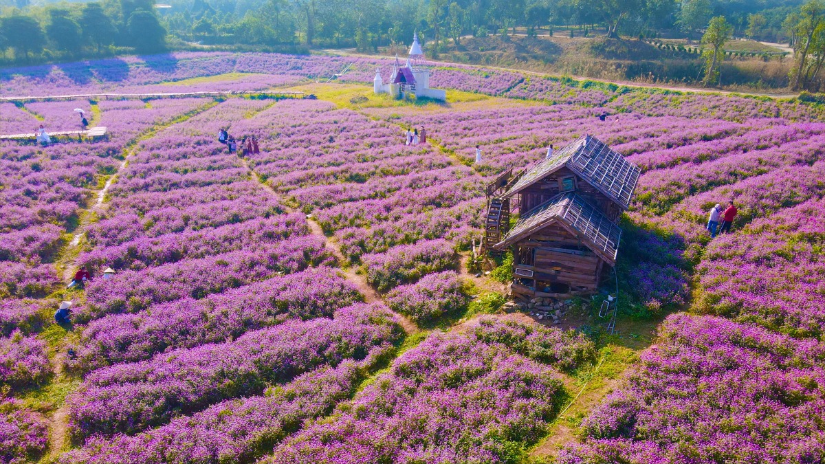 Người Hà Nội đổ xô đi chụp ảnh với cánh đồng cúc bách nhật