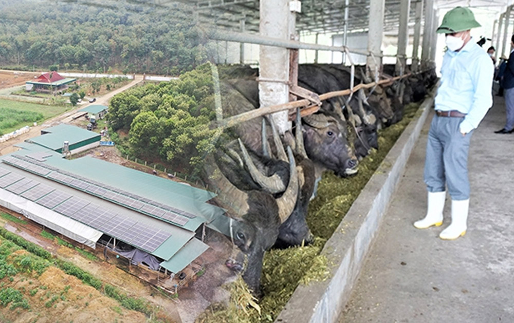 Đầu tư hơn 12 tỷ đồng nuôi trâu, nông dân Hà Tĩnh thu lãi vài tỷ đồng mỗi năm